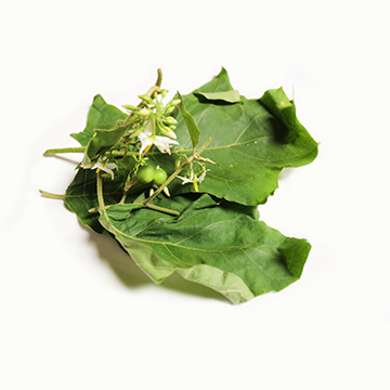 American black nightshade lvs