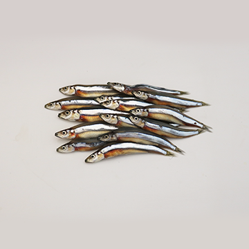 Anchovy, long-jawed, whole