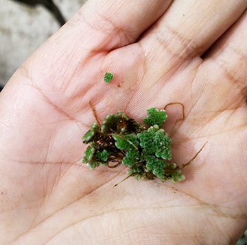 Azolla pinnata