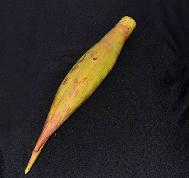 Banana heart, butuan
