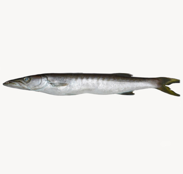 Barracuda, striped
