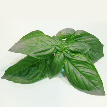 Basil, sweet, fresh