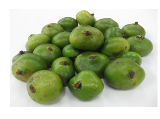 Batwan, immature fruit, raw