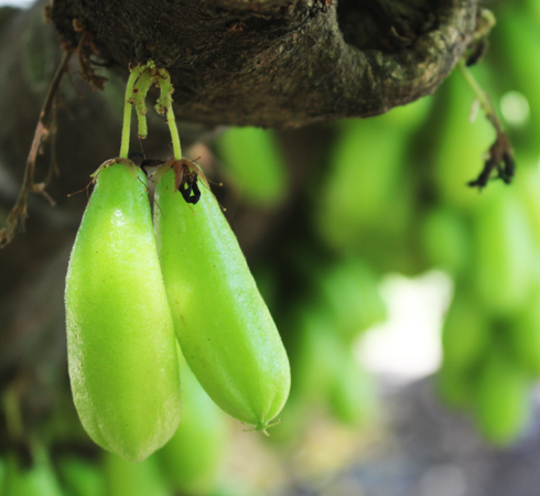 Bilimbi