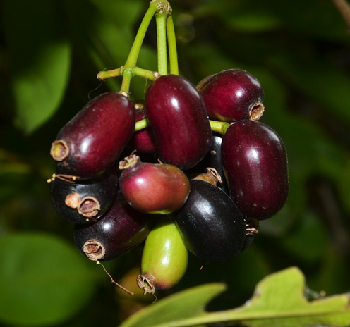 Black/Java plum