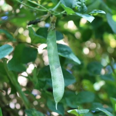 Blue pea pod
