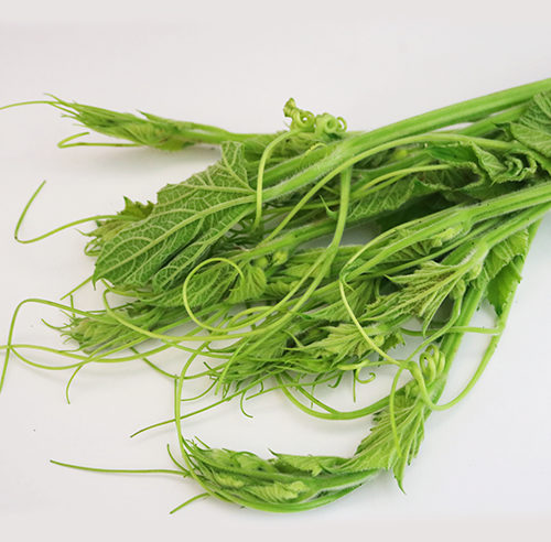 Bottle gourd lvs