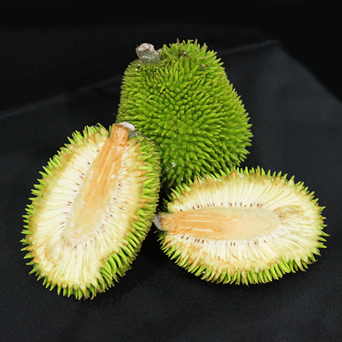 Breadnut fruit
