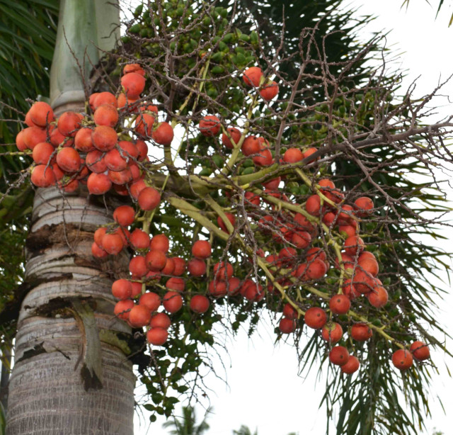 Buri palm