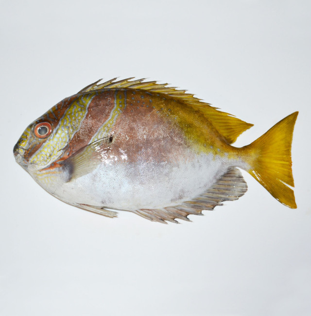 Butterfly fish, threadfin