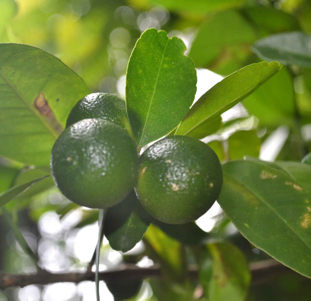 Calamansi/Philippine lemon