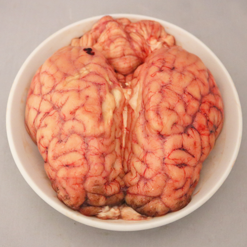 Carabeef brain