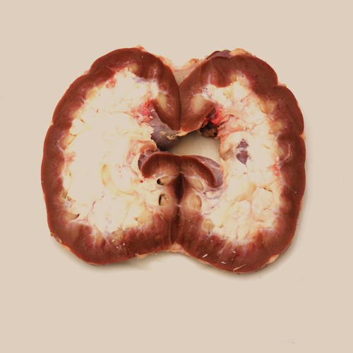 Carabeef kidney