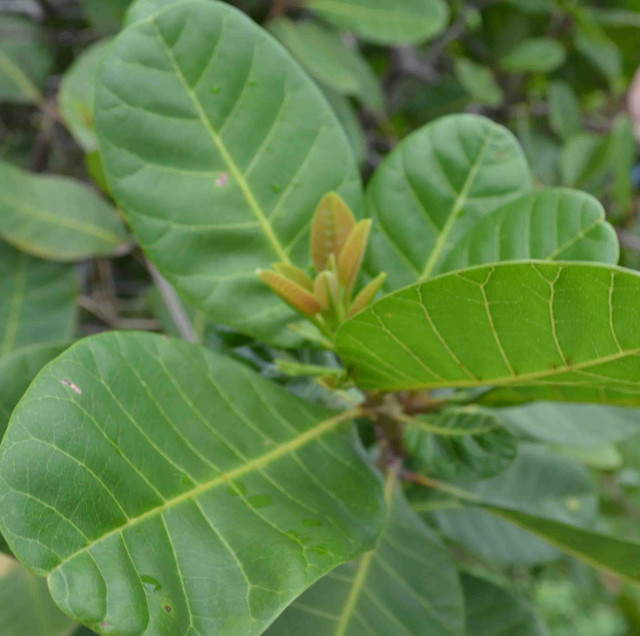 Cashew, young lvs