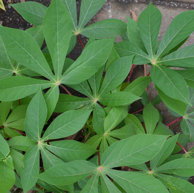 Cassava lvs
