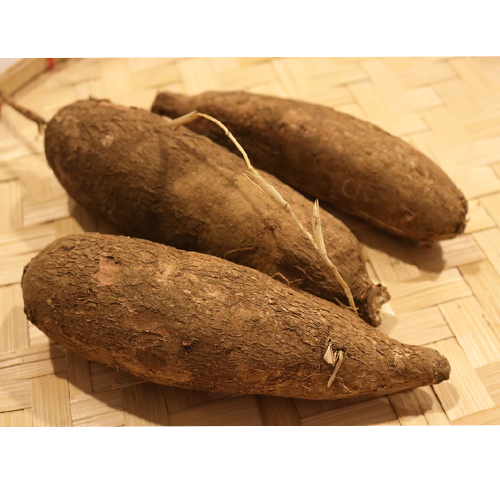 Cassava