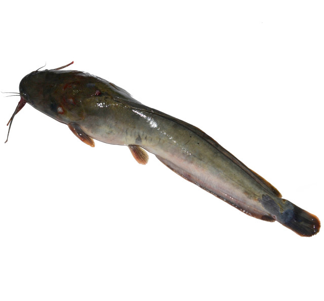 Catfish, freshwater