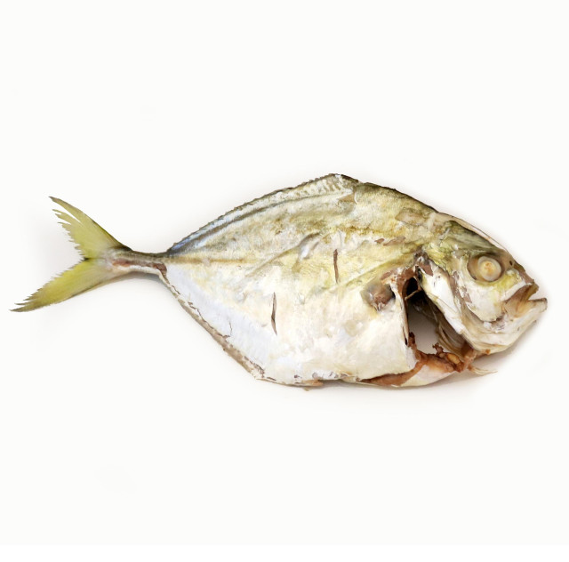 Cavalla, banded, steamed