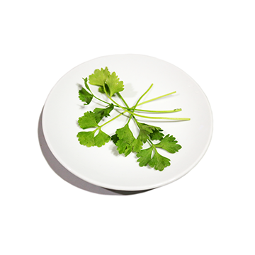 Celery, Chinese, lvs & petioles