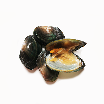 Clam, rayed shell