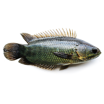 Climbing perch, common