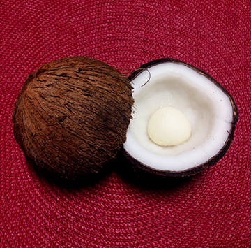 Coconut cotyledon