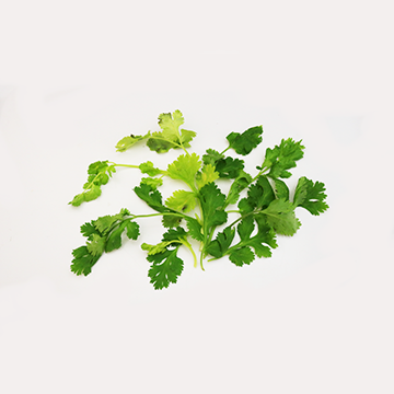 Coriander lvs