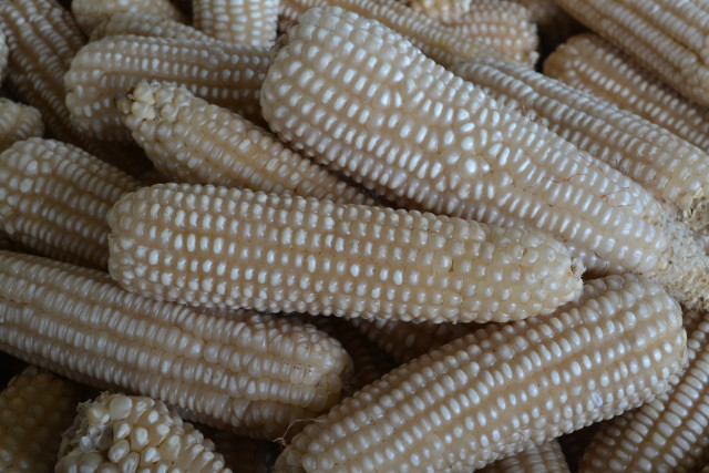 Corn on cob, white