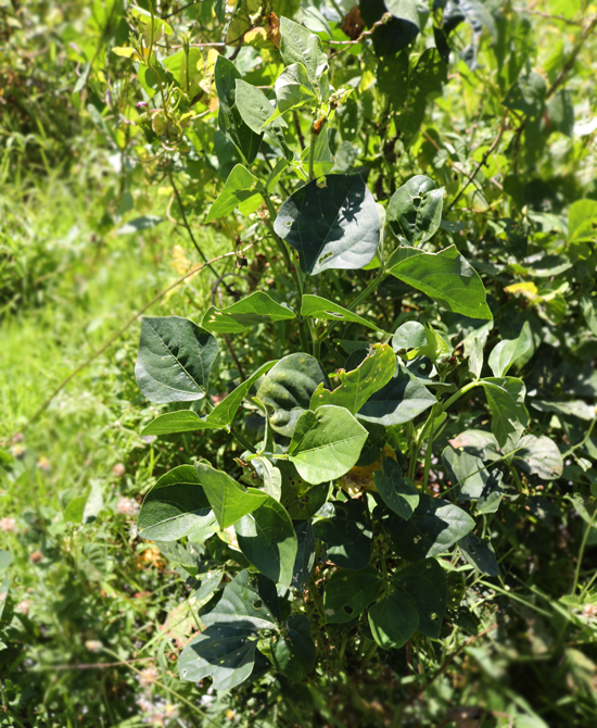 Cowpea lvs