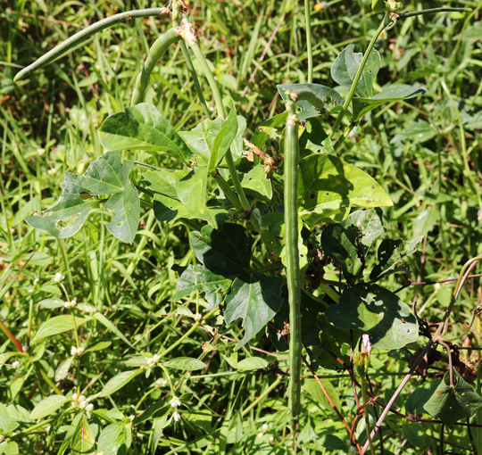 Cowpea pod
