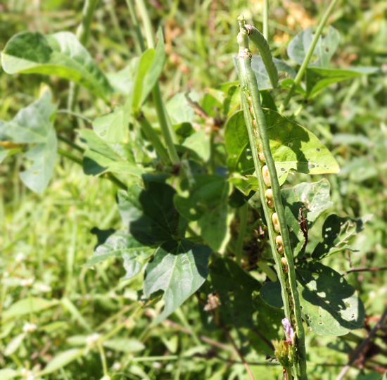 Cowpea seed, fresh