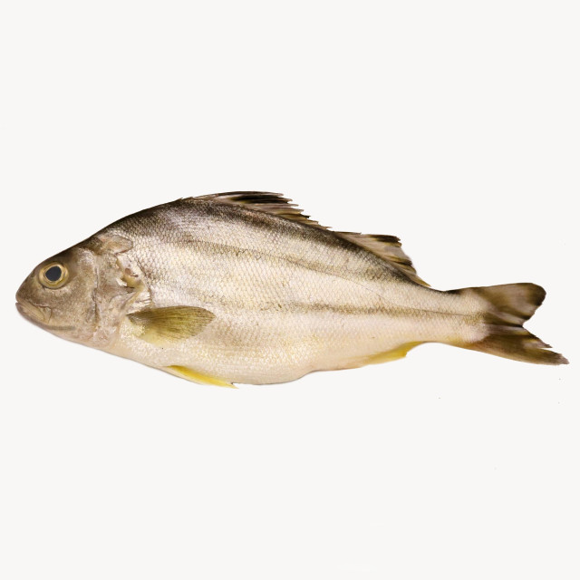 Croaker, plain