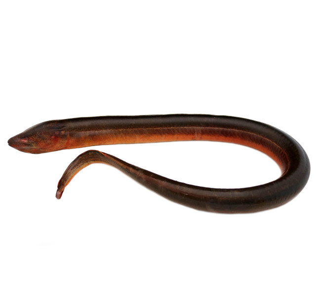 Eel, swamp