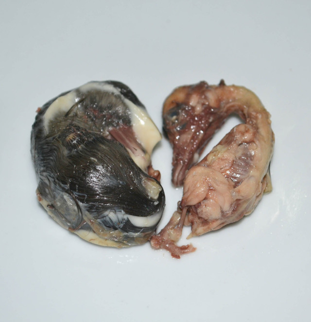 Egg, duck, fertilized, embryo