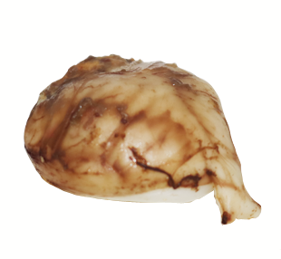 Egg, duck, fertilized, white