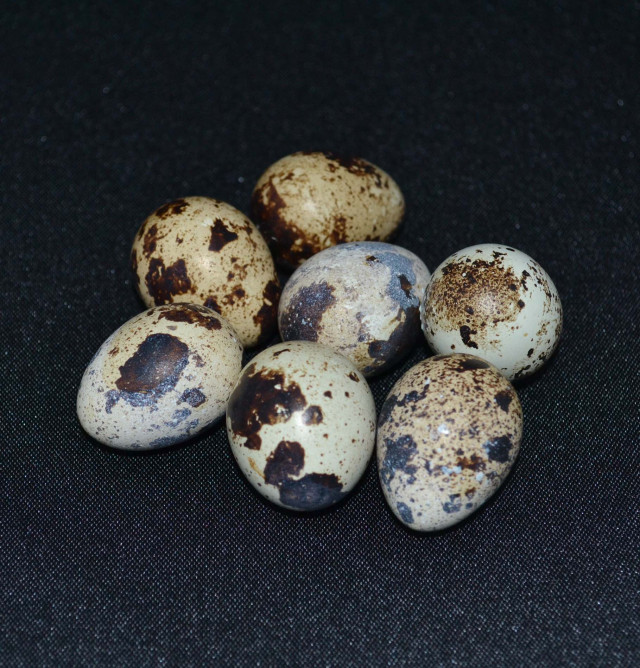 Egg, quail