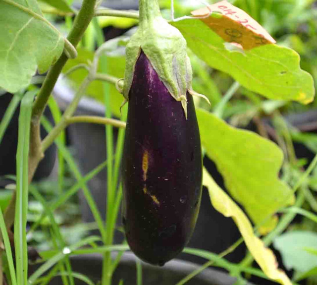 Eggplant
