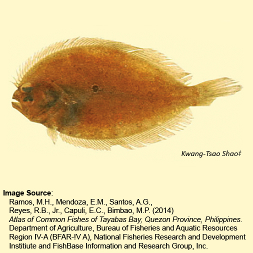 Flatfish/Brill, smooth-scaled