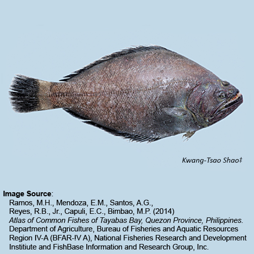 Flatfish/Turbot, Indian