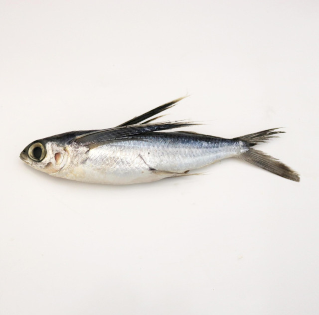 Flying fish