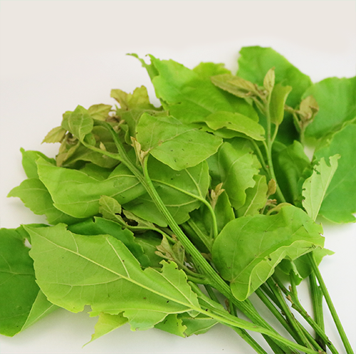 Fragrant manjack lvs