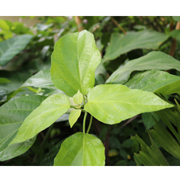Fragrant premna lvs