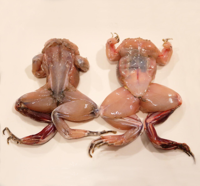 Frog meat