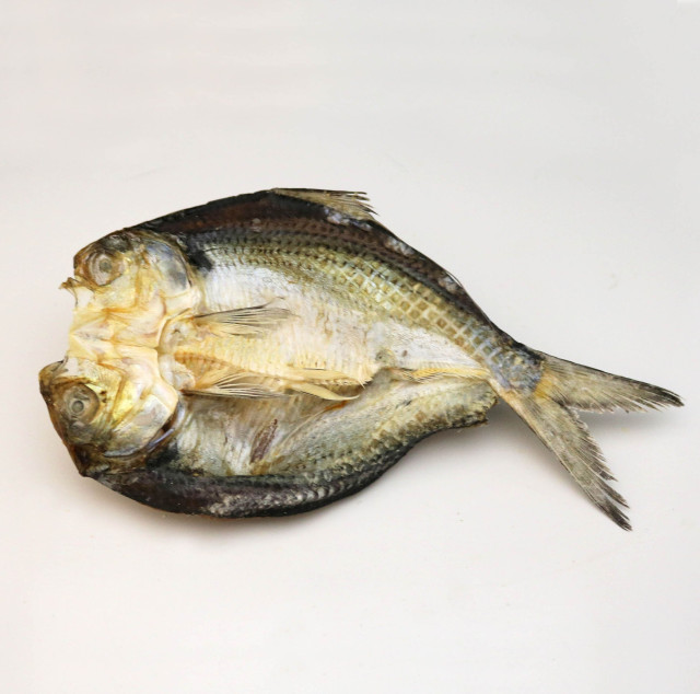 Gizzard shad, short-finned, dried