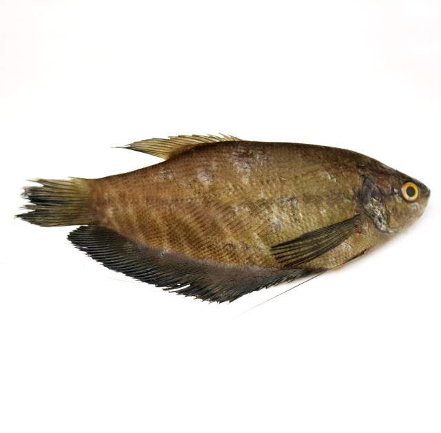 Gouramy