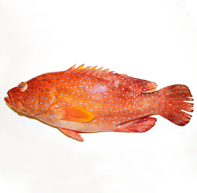 Grouper, whitespotted