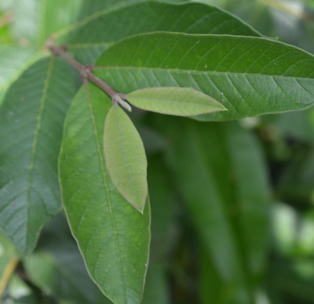 Guava lvs