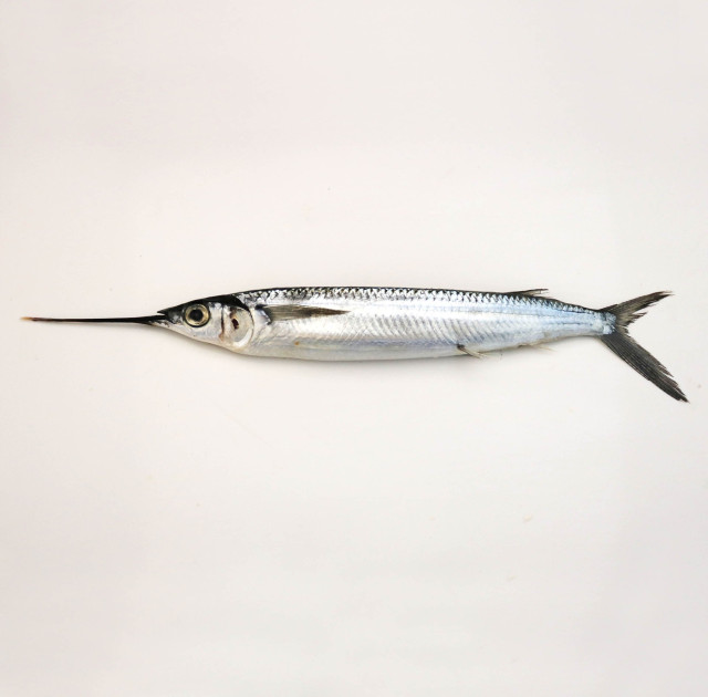 Halfbeak, long billed