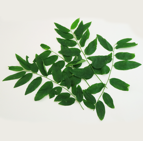 Horseradish tree lvs, Japanese
