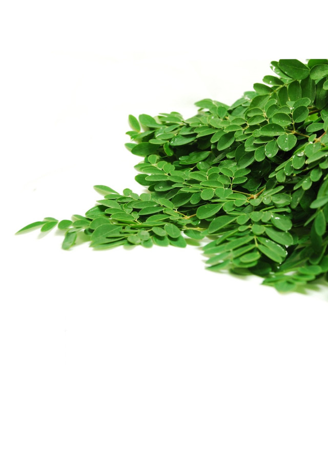 Horseradish tree lvs